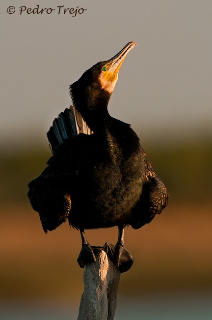 Cormoran grande (Phalacrocorax carbo)